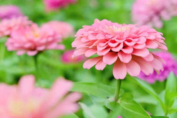 Margarita rosa gerberas flores — Foto de Stock