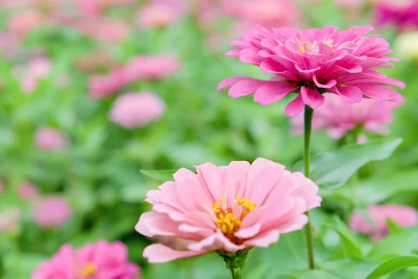 Margarita rosa gerberas flores — Foto de Stock