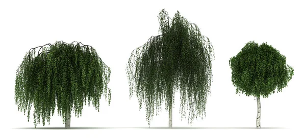 在白色背景上分离的Betula Pendula Youngii树 — 图库照片