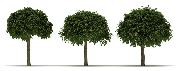 Catalpa Bignonioides Träd Isolerad Vit Bakgrund — Stockfoto