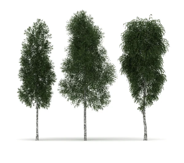 Geïsoleerde bomen — Stockfoto