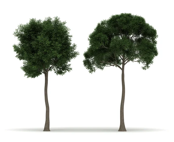 Duas Árvores — Fotografia de Stock