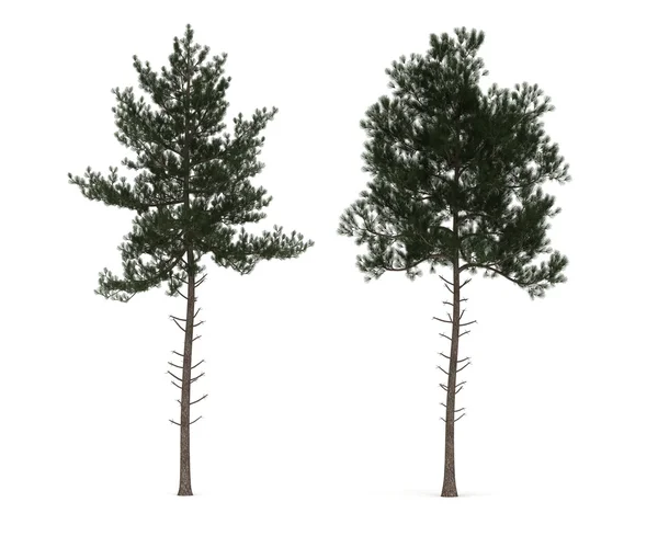 Dwa drzewa — Zdjęcie stockowe