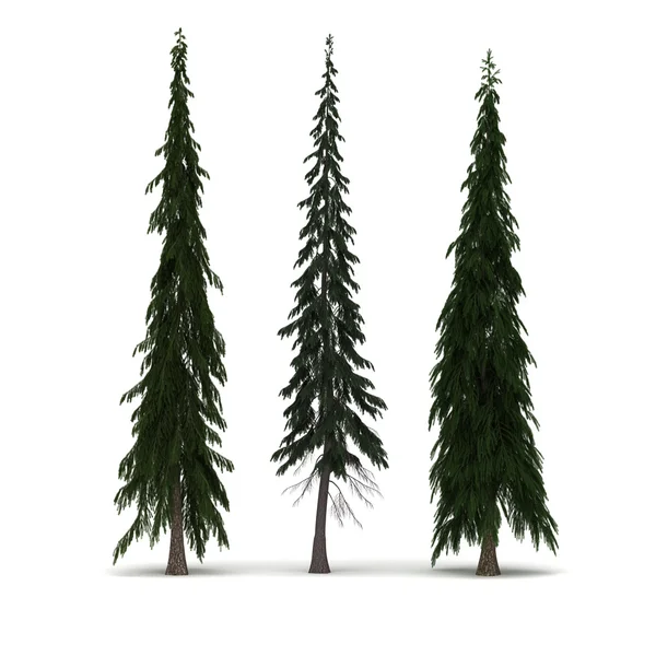 Três pinheiros — Fotografia de Stock