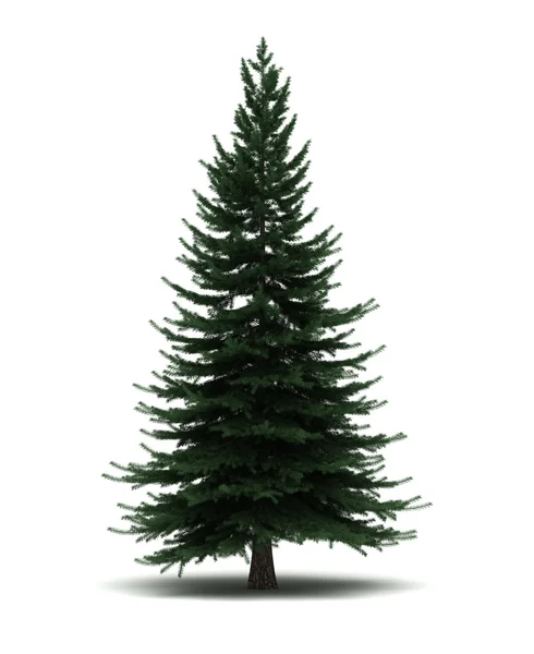 Single Pine Tree — Stock Photo, Image