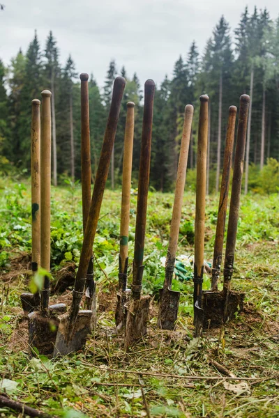 Bomen planten in het bos. Vuile schoppen staan in het bos te wachten op werk. — Stockfoto