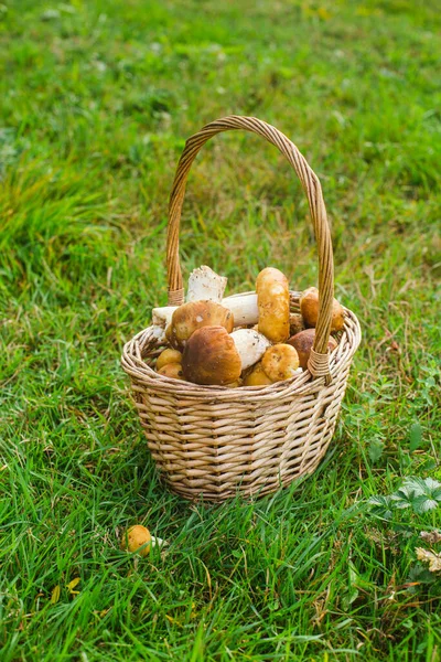 Yeşil çimenlerin üzerinde sepetten orman mantarları topladım.