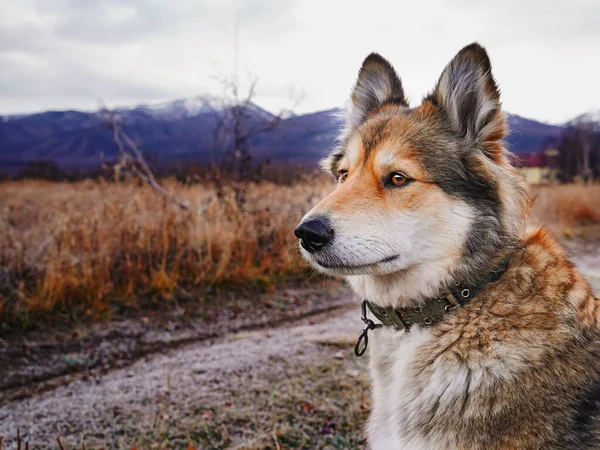 Piękny Pies Patrzy Oddali Złota Jesień Kamczatce Jestem Esso Rosja — Zdjęcie stockowe