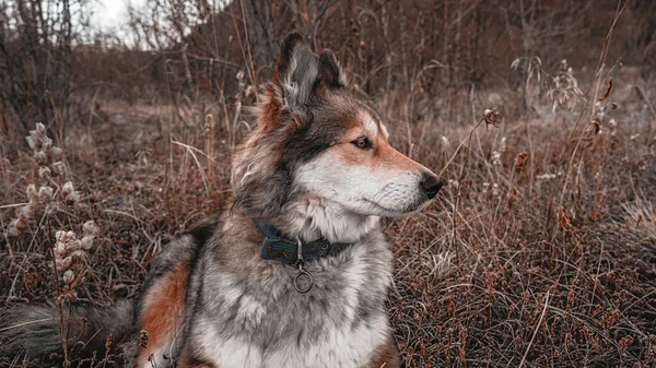 美丽的狗正在秋天的森林里休息 堪察加半岛的金秋俄罗斯 — 图库照片