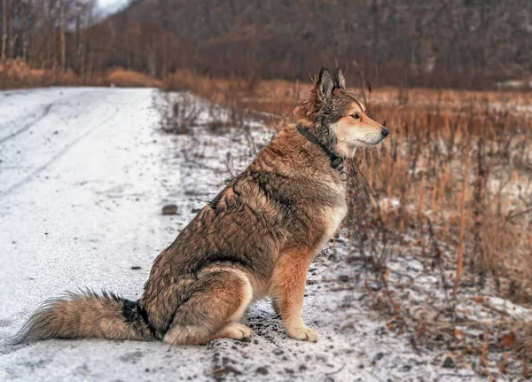 一条漂亮的狗在堪察加半岛的森林里散步 堪察加半岛埃索的第一场雪俄罗斯 — 图库照片