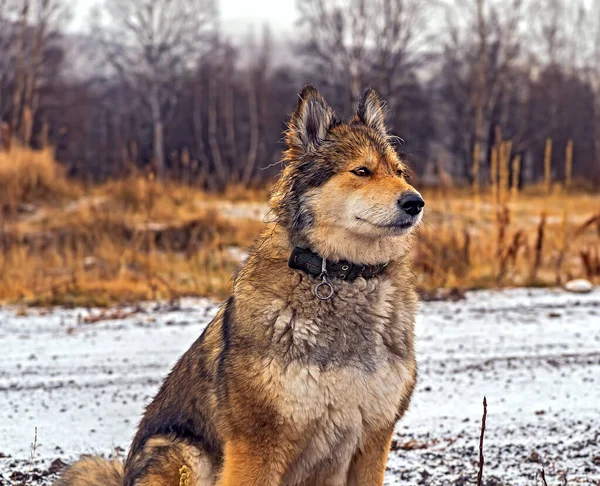 Ein Schöner Hund Geht Wald Von Kamtschatka Spazieren Erster Schnee — Stockfoto