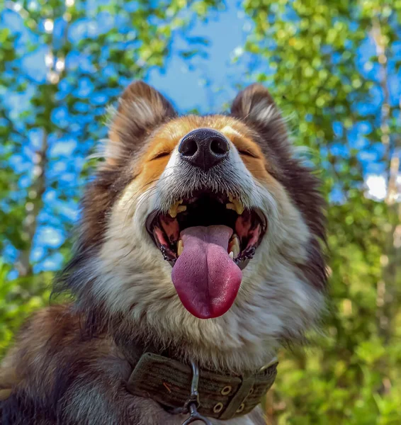 Cão Bonito Inteligente Caminha Floresta Outono Outono Dourado Kamchatka Paisagem — Fotografia de Stock