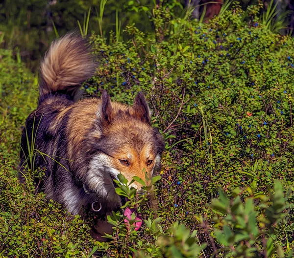 Güzel Zeki Bir Köpek Sonbahar Ormanında Yürür Kamçatka Altın Sonbahar — Stok fotoğraf