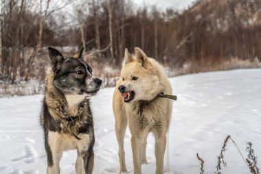 Köpek. Kamçatka 'da bir arkadaş ve yardımcı. Av asistanı. Kamçatka Köpekleri.