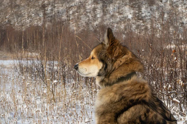 Köpek Kamçatka Bir Arkadaş Yardımcı Asistanı Kamçatka Köpekleri — Stok fotoğraf