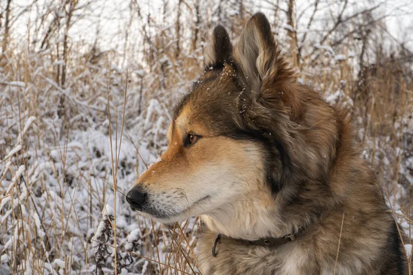 Kutya Egy Barát Segítő Kamcsatkában Vadászasszisztens Kamcsatka Kutyái — Stock Fotó