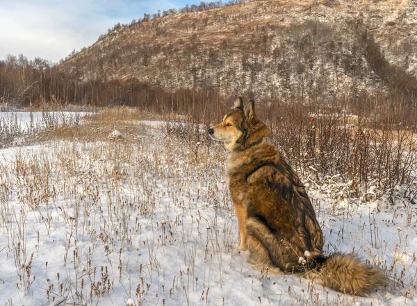 她是堪察加半岛的朋友和助手 猎手助理堪察加半岛的狗 — 图库照片