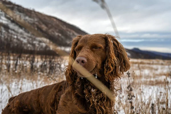 Cão Ela Uma Amiga Ajudante Kamchatka Assistente Caça Cães Kamchatka — Fotografia de Stock