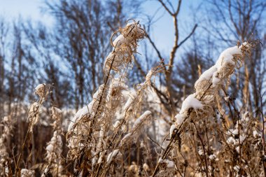 Esso köyünde Kamçatka 'da kar yağıyor. Karda çimen. Kışın başında..
