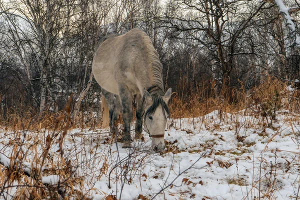 俄罗斯马在冬天的森林里俄罗斯 堪察加半岛埃索 — 图库照片