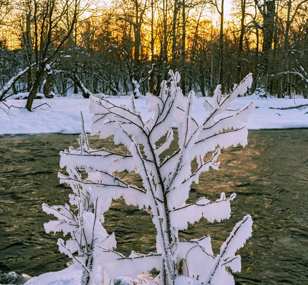 冬の森の夕日 森の中の冬 冬のカムチャツカ — ストック写真