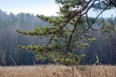 Bir çam dalı yere eğildi, kuru sonbahar çimlerine dokundu. Arka planda, ormanın kara duvarı..