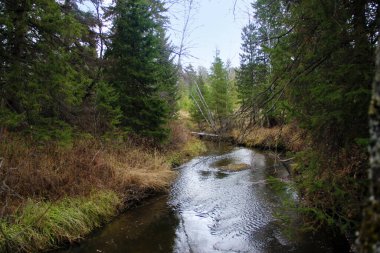 Sonbaharda çalılıklarda bir dere.