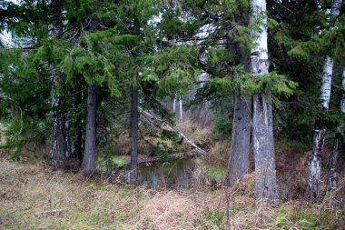 Sonbaharda Sibirya Ormanı 'nın geçilmez çalılıkları.