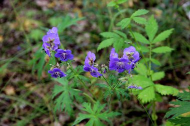 Yeşil yapraklarla çevrili harika mavi çiçekler..