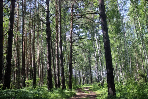 Estrada Terra Floresta Verde Pouco Visível Ambos Lados Estão Pinheiros — Fotografia de Stock
