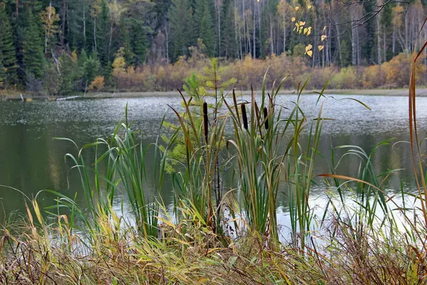 Una Mirada Través Hierba Superficie Tranquila Del Lago Del Bosque — Foto de Stock