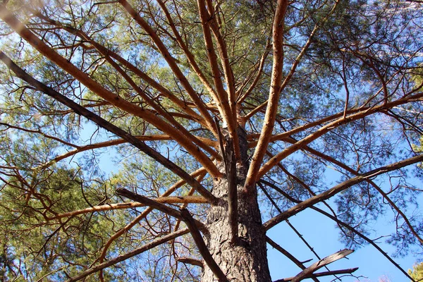 Погляд Старе Соснове Дерево Витягнутими Гілками Восени — стокове фото