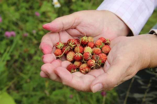 Bir avuç dolusu çilek..