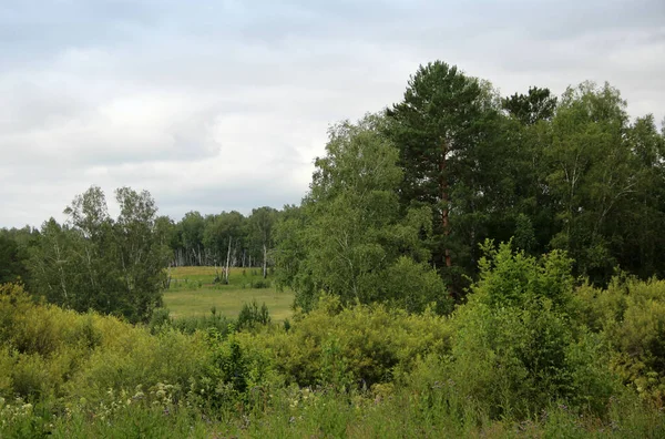 Grund Buskar Och Träd Utsikt Över Gläntan Sommarlandskap — Stockfoto