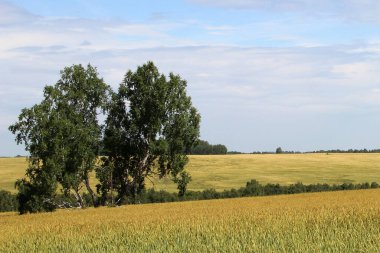 Sarı-yeşil uçsuz bucaksız tarlalar Mavi-beyaz gökyüzünün altında mısır gevreğiyle ekilmiş.