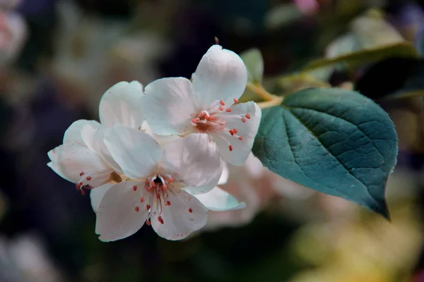 Macro Image Flower White Petals Red Stamens Single Green Leaf — ストック写真