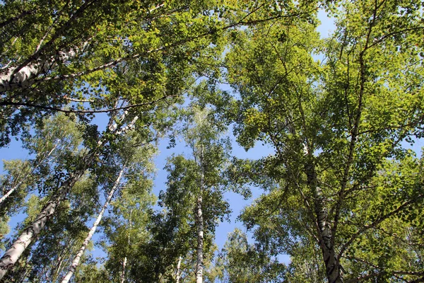 Céu Claro Sem Nuvens Visível Através Dos Ramos Fechamento Das — Fotografia de Stock