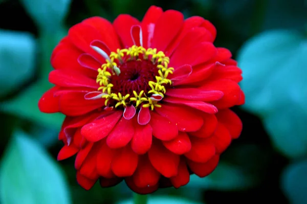 色彩艳丽的花朵 花瓣红色 花心呈栗红色 雄蕊呈黄色 — 图库照片