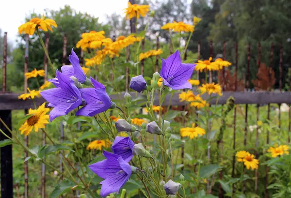 Amazing blue flowers with open and closed buds along with yellow flowers, and behind a rusty fence.