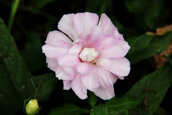 Amazing Cream Coloured Flower Close — Stock Photo, Image