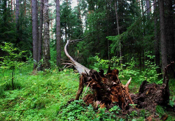Выкоренившееся Дерево Выглядит Древняя Ящерица Доисторическом Лесу — стоковое фото