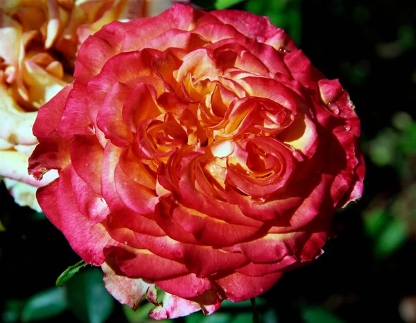 Вид Зверху Яскраву Квітку Троянди Червоними Трохи Жовтими Пелюстками — стокове фото