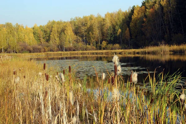 Través Las Cañas Puede Ver Superficie Del Espejo Del Lago — Foto de Stock