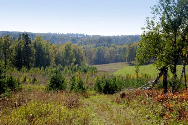 Paysage Automne Une Nature Sauvage Forêt Champ Clairière Dans Des — Photo