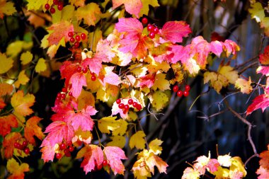 Kırmızı ve sarı yapraklarla çevrili yaban gülünün parlak meyveleri. Resmi kapat..