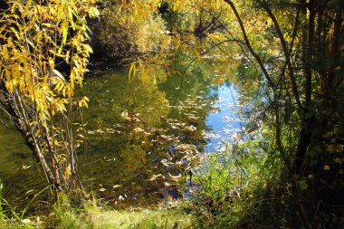 Sonbaharda bataklık. Yukarıdan manzara. Su gökyüzünü ve ağaçları yansıtır. Suda, düşen yapraklar ve bataklık otları.