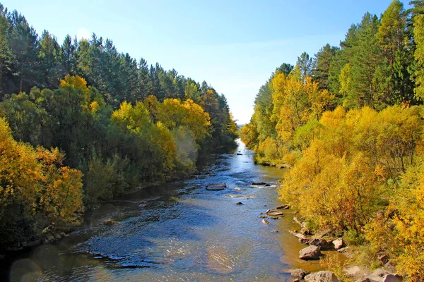 Gebadet Sonnenlichtgrünen Und Gelben Büschen Und Kleinen Birken Bach — Stockfoto