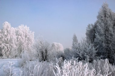 Kış manzarası. Rime buzu tüm bitkileri kaplar: ağaçları, çalıları ve kuru otları. Ve bunların üzerinde bulutsuz bir gökyüzü var..