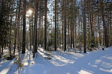Kış ormanı Ağaç dallarında hiç kar yok, bu yüzden orman çok ender görünüyor. Ağaçlar arasında karla kaplı yol. Yeşil ağaçlar ve beyaz karın alışılmadık kontrastı.