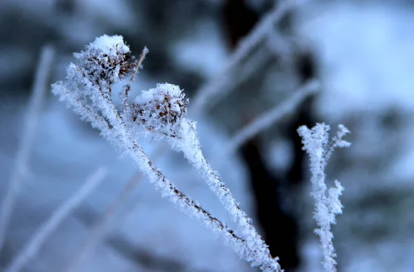 Krokade Malar Kardborre Anläggningen Täckt Med Snöflingor — Stockfoto